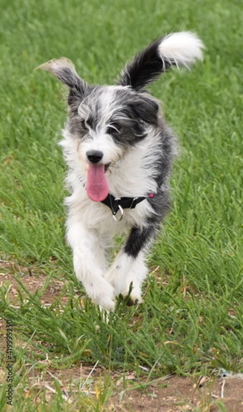 Fototapeta Cheinne Griffon