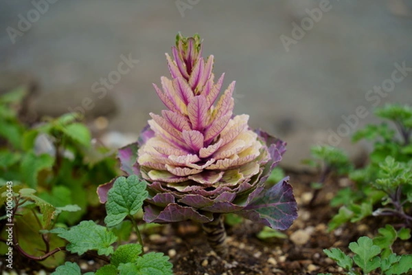 Obraz サニーレタス