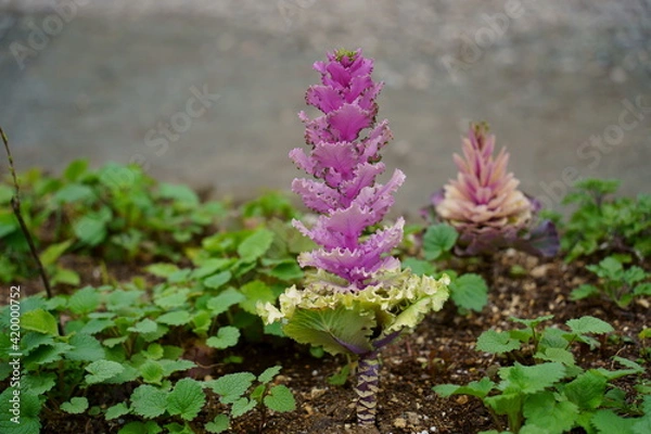 Obraz サニーレタス