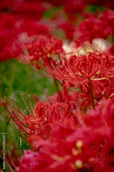 Obraz 彼岸花　曼珠沙華　花畑の風景