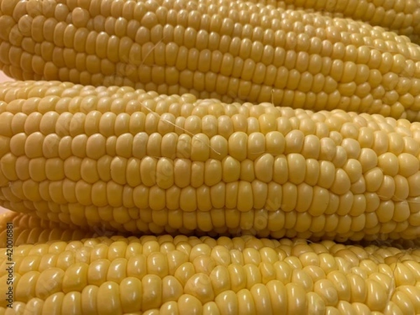 Obraz Corn cobs