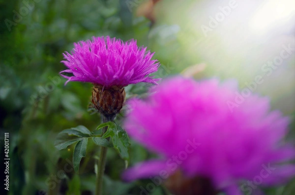 Fototapeta flowers in the meadow with bright and contrasting