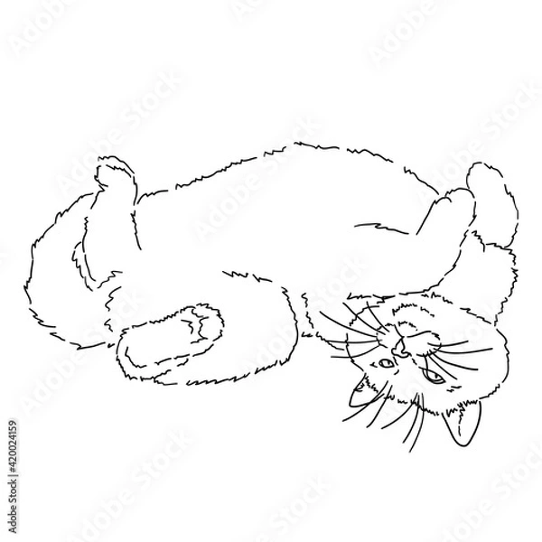 Fototapeta Drawing of a fat fluffy cat lying on its back, holding its paws up. Funny cat. Black and white linear isolated illustration. Stock vector image