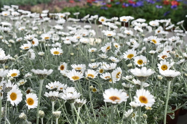 Obraz Frühlingsmargerite