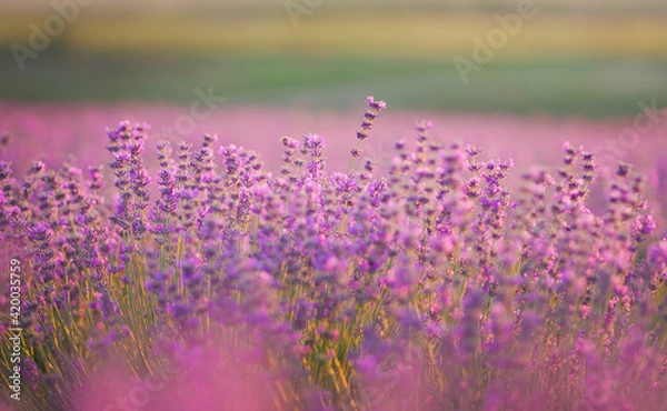 Obraz Lavender flowers  at sunset