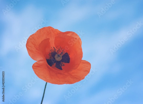 Obraz Red poppy  flower portrait  close-up