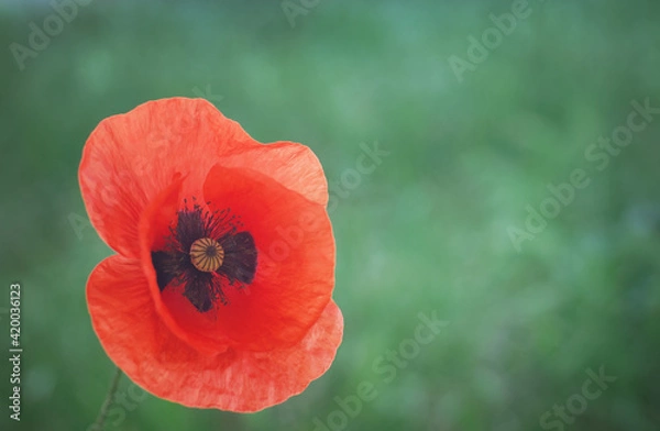 Obraz Red poppy  flower portrait  close-up