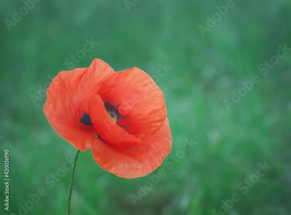 Obraz Red poppy  flower portrait  close-up