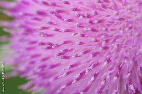 Obraz Pink flower macro. Thistle close-up