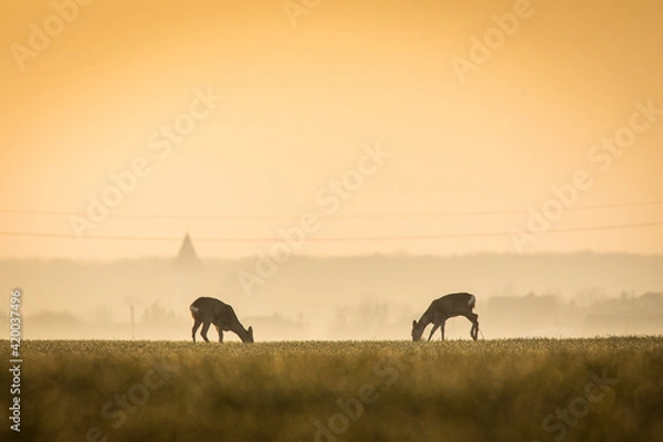 Fototapeta Deers in a green field with forest in background, beautiful wildlife