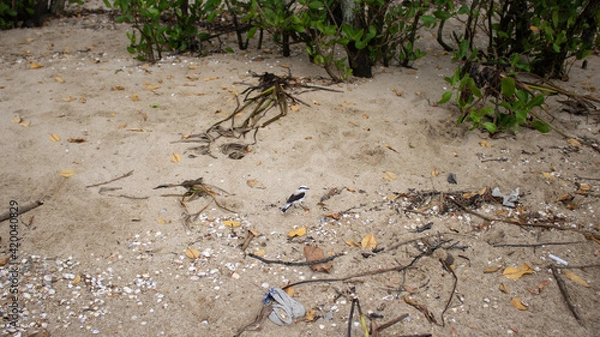 Obraz ants on the beach