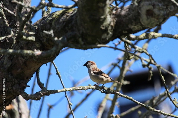 Fototapeta Field sparrow on branch