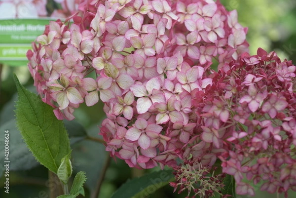 Obraz rote Schneeballhortensie