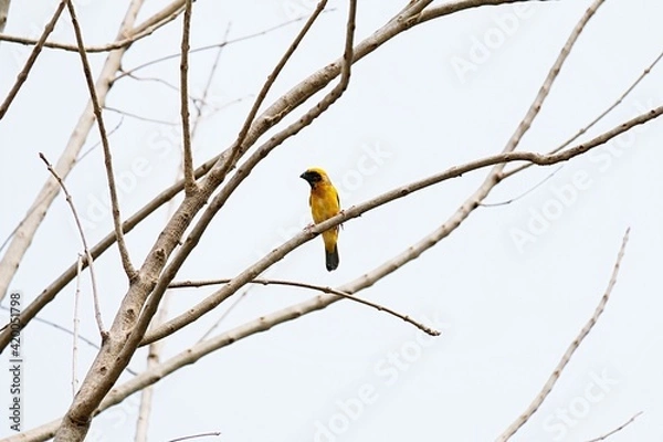 Fototapeta Alone little bird sitting on the branch tree. selective focus