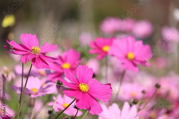 Obraz コスモス満開