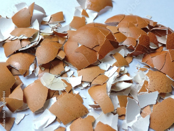 Obraz scattered eggshells on white background