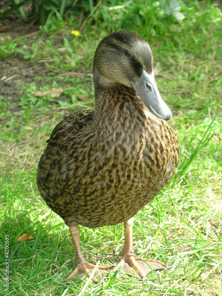 Obraz Duck