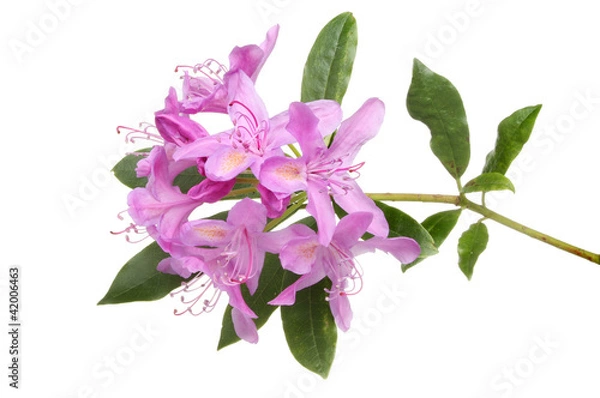 Fototapeta Rhododendron