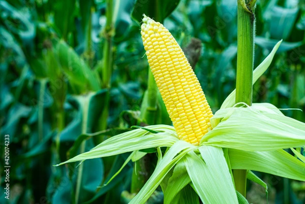 Obraz Fresh yellow corn pods organic on tree are in garden. Concept of agronomy for consumption and raising animals.copy space