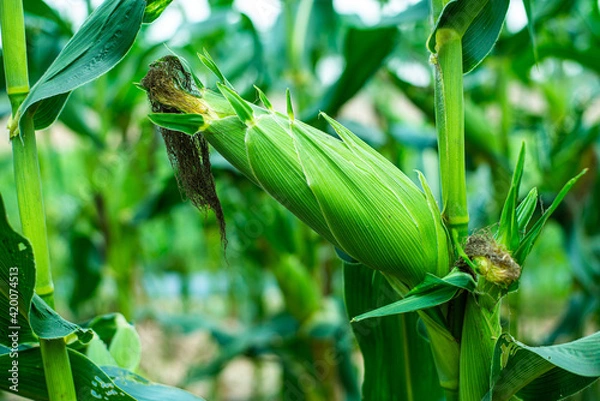 Obraz Fresh green corn pods organic on tree are in garden. Concept of agronomy for consumption and raising animals.copy space
