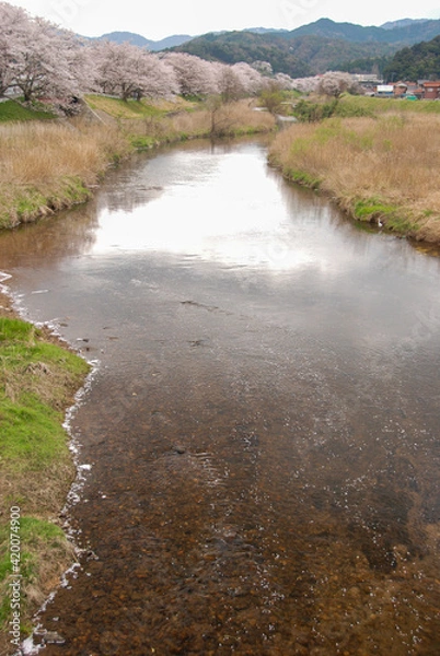 Fototapeta 桜並木と川と花びら、田舎の風景