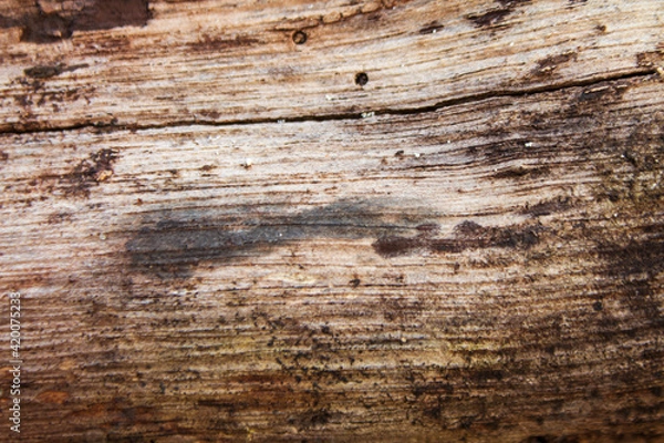 Obraz dead wood background