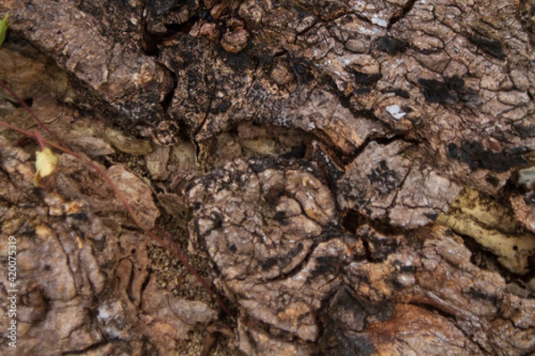 Obraz Cracked old wood background