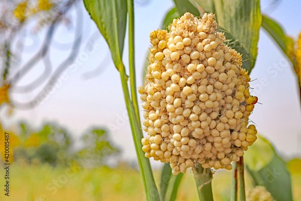 Fototapeta corn on the cob