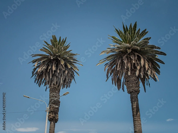 Obraz palm tree against sky