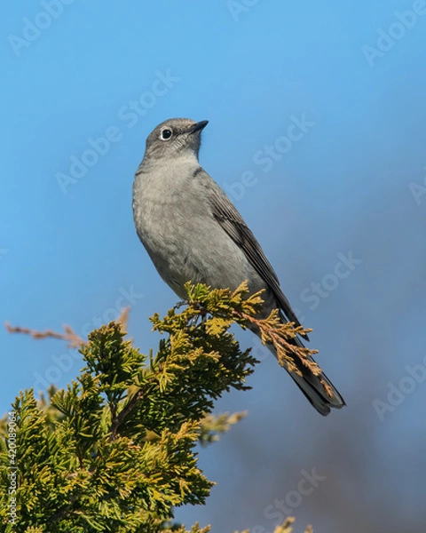 Fototapeta Townsend's Solitaire