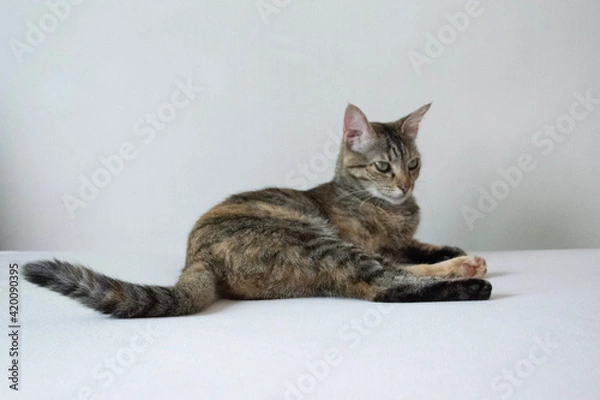 Fototapeta cat and mouse