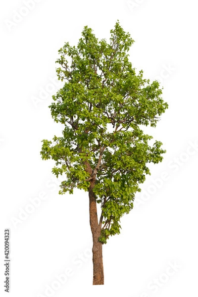Fototapeta green tree side view isolated on white background  for landscape and architecture layout drawing, elements for environment and garden, tree elevation