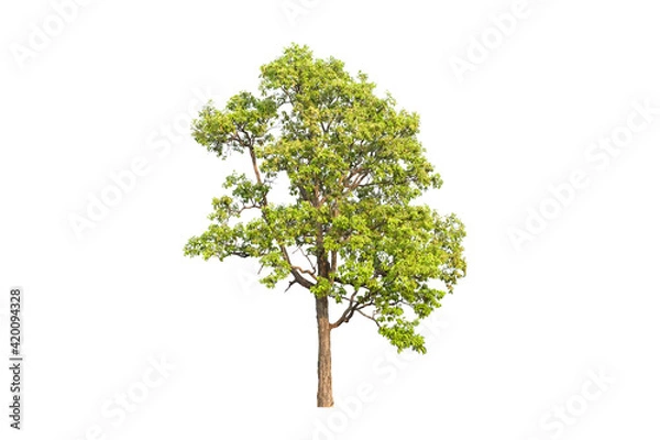 Fototapeta green tree side view isolated on white background  for landscape and architecture layout drawing, elements for environment and garden, tree elevation