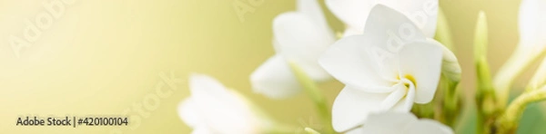 Fototapeta Concept nature view of White leaf on blurred greenery background in garden and sunlight with copy space using as background natural green plants landscape, ecology, fresh wallpaper.