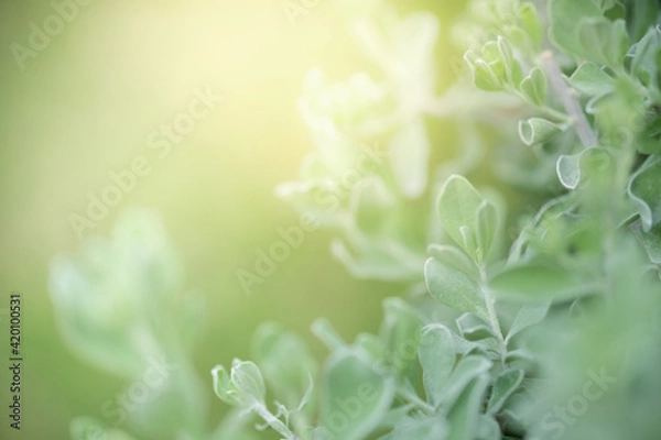 Fototapeta Concept nature view of green leaf on blurred greenery background in garden and sunlight with copy space using as background natural green plants landscape, ecology, fresh wallpaper.