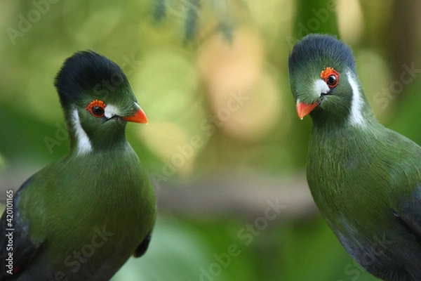 Obraz White cheeked turaco parrots