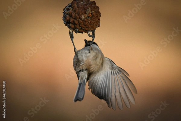 Obraz Sparrow fighting with gravity while eating