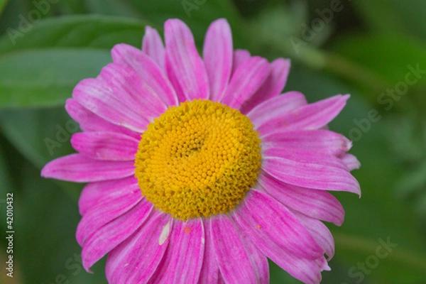 Obraz Ромашка