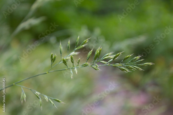 Obraz Овсяница