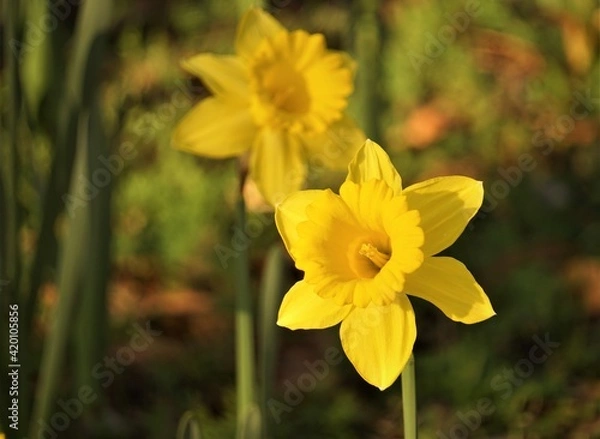 Obraz Close up beautiful Yellow Daffodil (Narcissus) flower blooming on the ground in the garden as the background, Winter in GA USA.