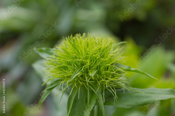 Obraz Василек декоративный