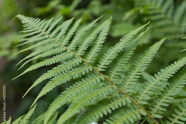 Obraz Папоротник