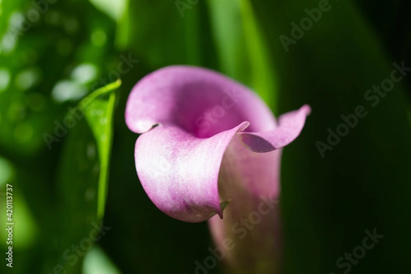 Fototapeta Purple Calla 