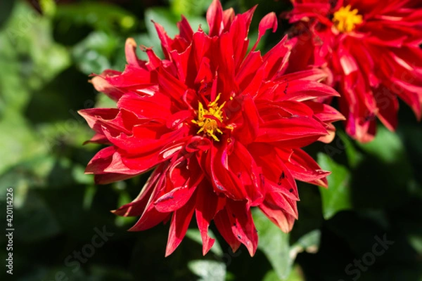 Obraz red dahlia flower