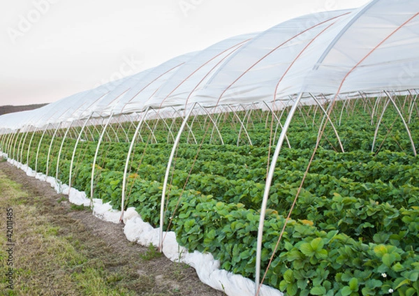 Obraz Greenhouse
