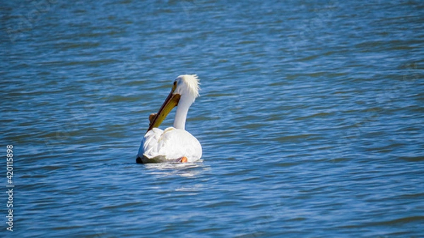Fototapeta white pelican