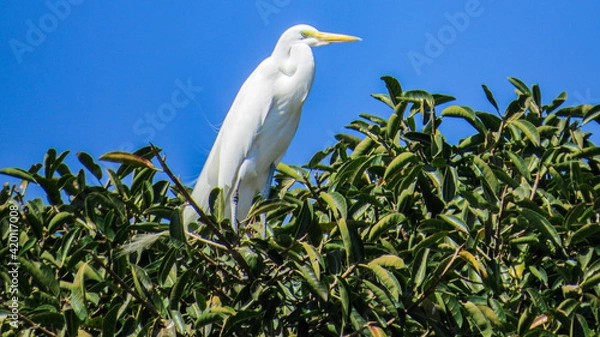Obraz great blue heron