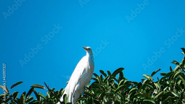 Obraz heron in the grass