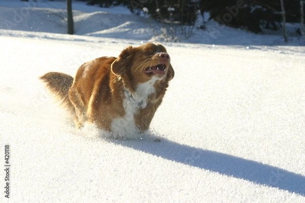 Obraz jumping frisco