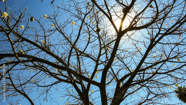Obraz tree branches against blue sky